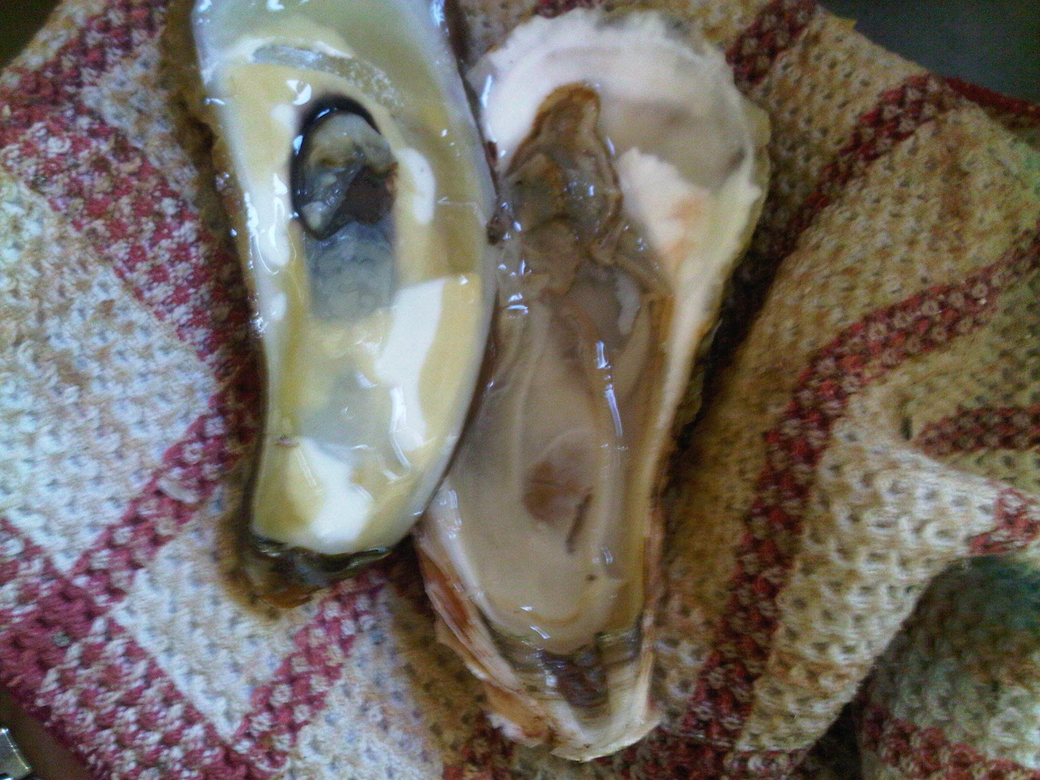 How to Smoke Oysters at Home 4 Steps (with Pictures) Instructables