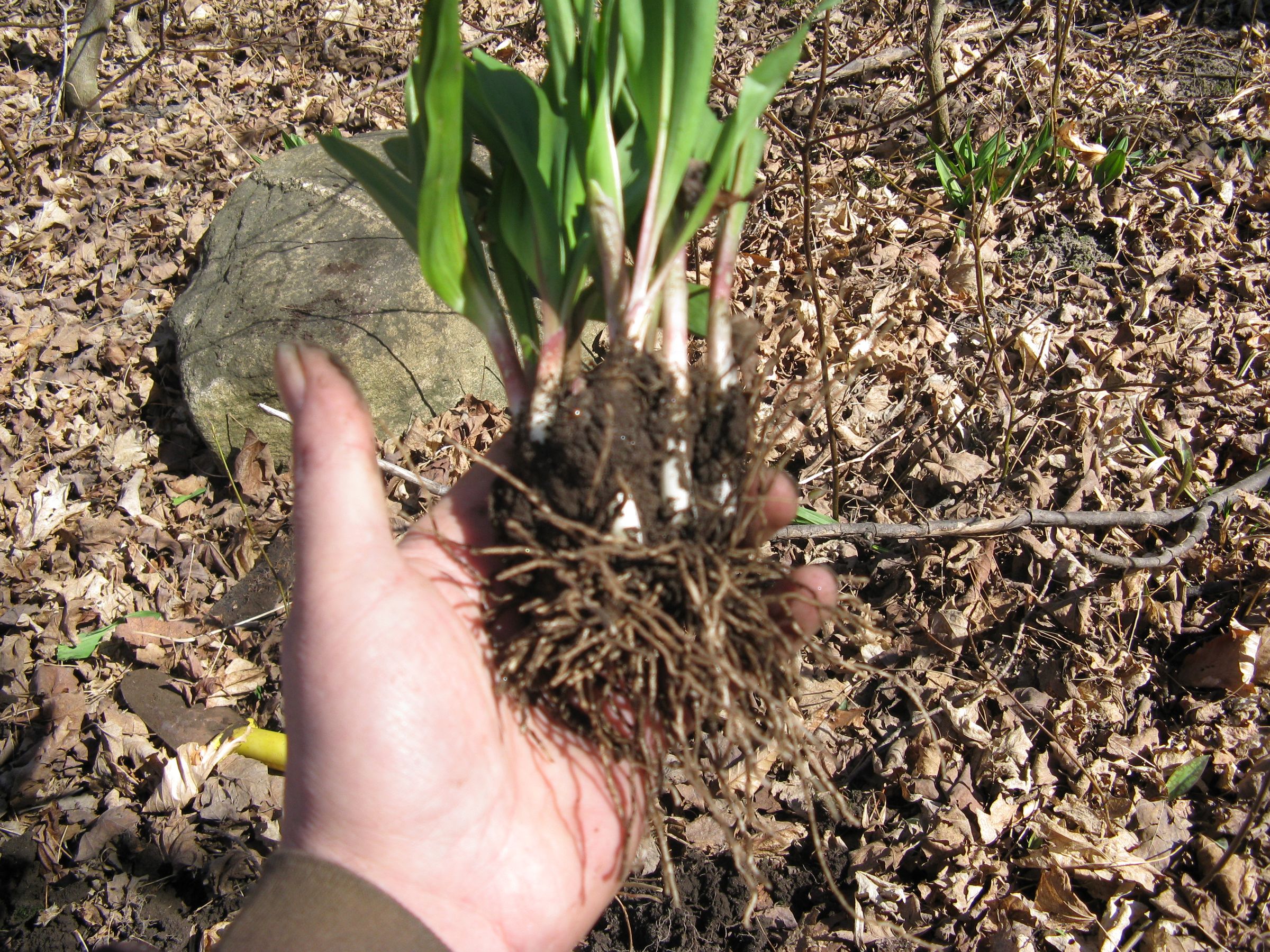 Wild Leeks 6 Steps (with Pictures) Instructables