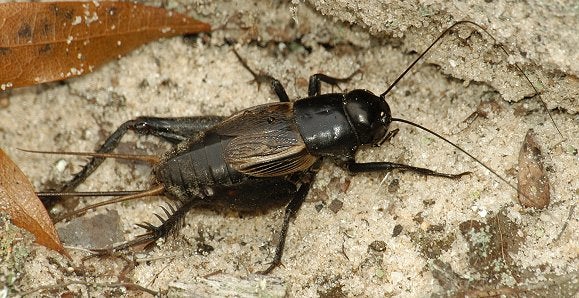 How To Catch Crickets 3 Steps Instructables How To Catch Crickets 3 Steps, How To Catch Crickets In Basement