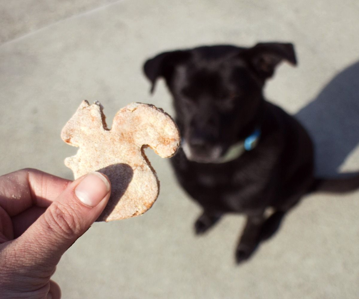 GlutenFree Dog Treats 9 Steps (with Pictures) Instructables