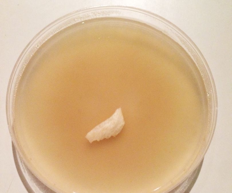 Preparing Agar Petri Dishes for Growing Mycelium 4 Steps
