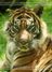 Truehart