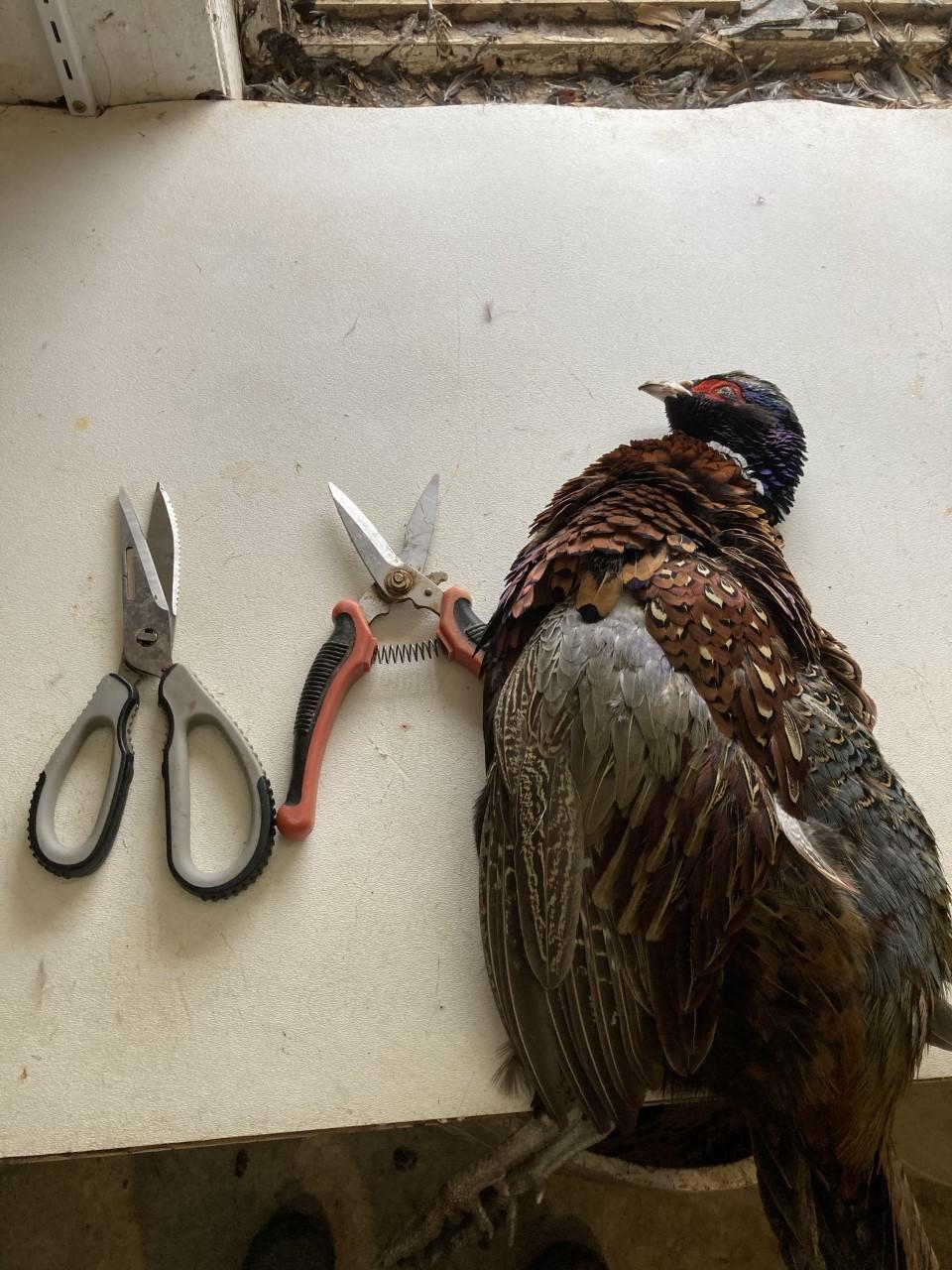 How to Butcher a Pheasant 5 Steps Instructables