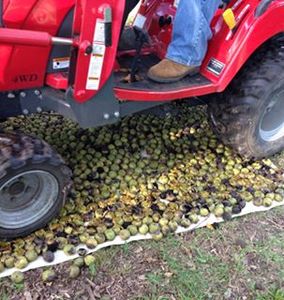 Black Walnut Harvesting & Processing : 11 Steps (with Pictures ...
