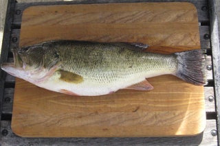 Why Is The Smallmouth Bass So Popular Among Anglers?