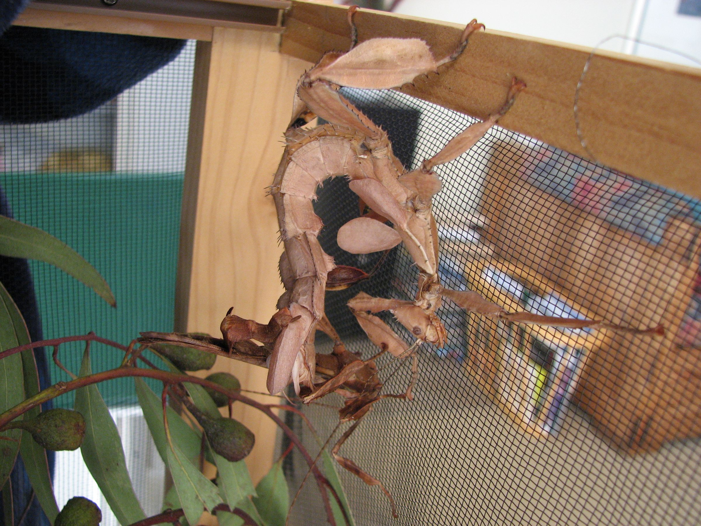 How to Keep a Pet Spiny Leaf Insect 7 Steps (with Pictures