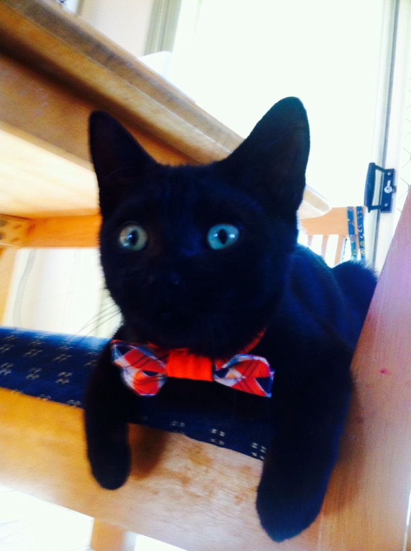 Cat Bow Tie Pattern 8 Steps With Pictures Instructables