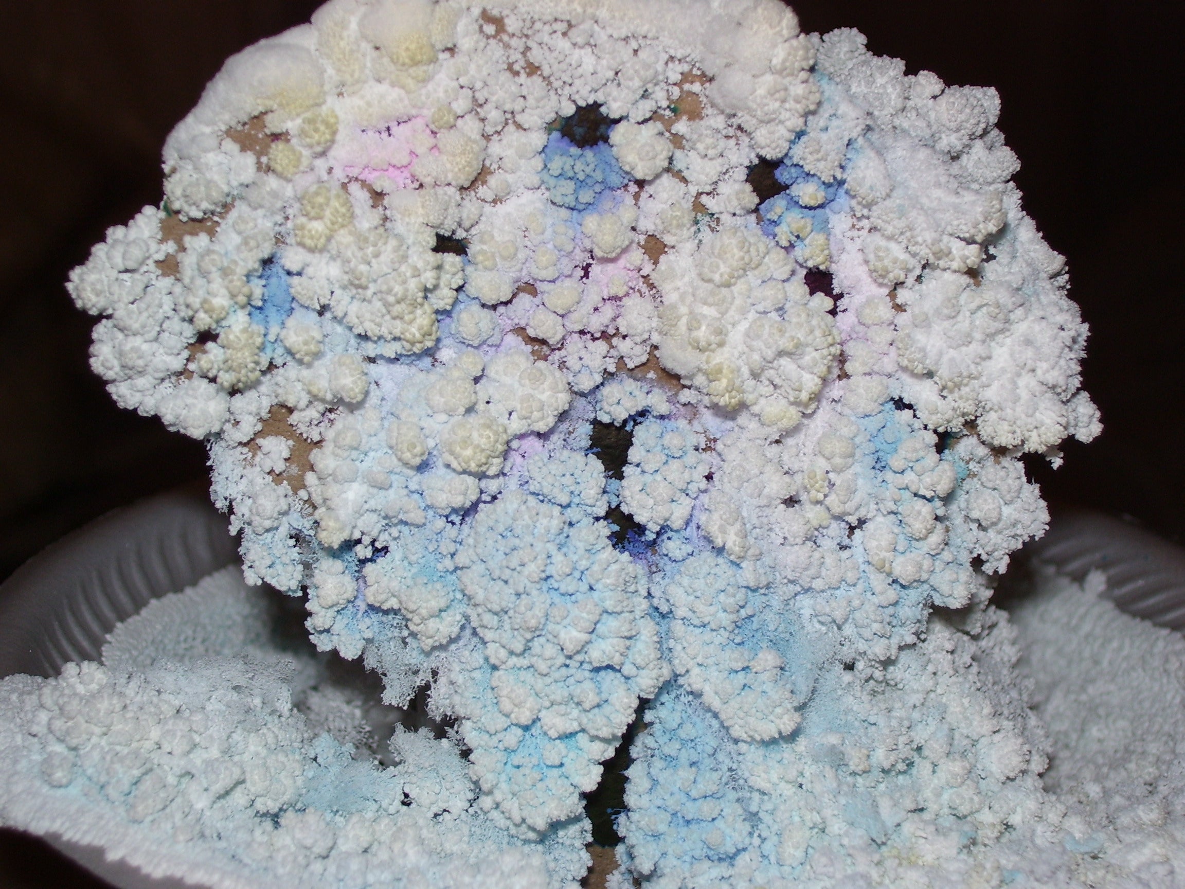 Salt Crystal Garden 3 Steps With Pictures Instructables
