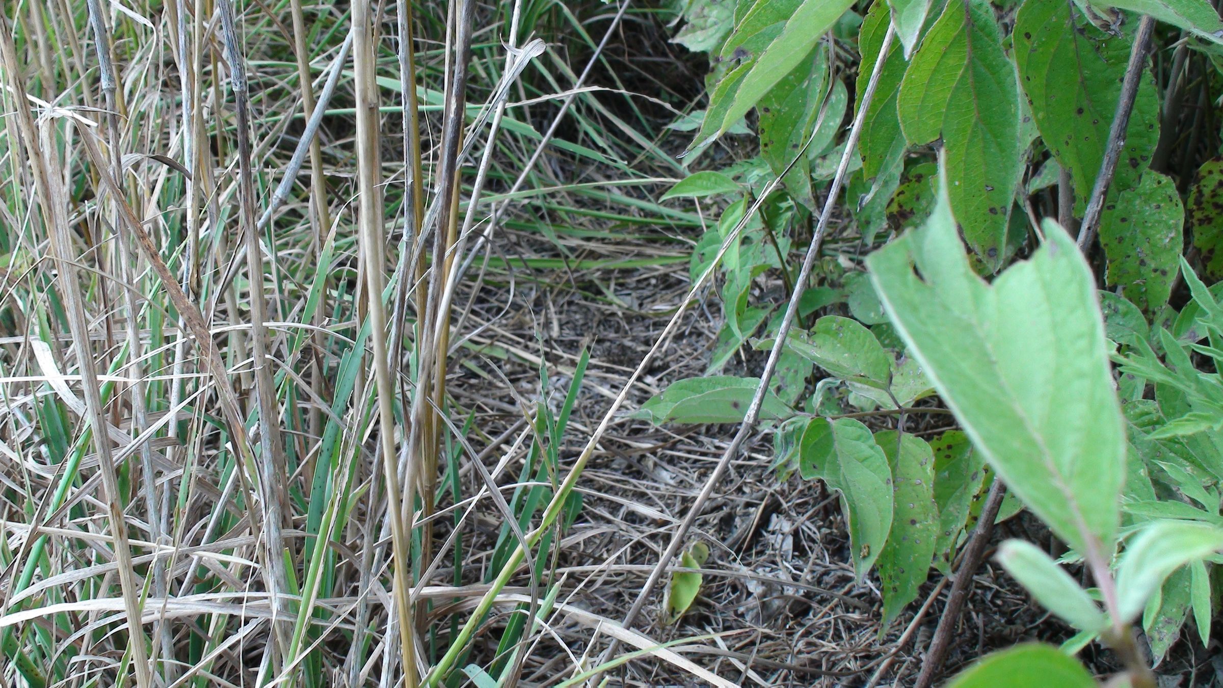 How to Make a Rabbit Snare 3 Steps (with Pictures) Instructables