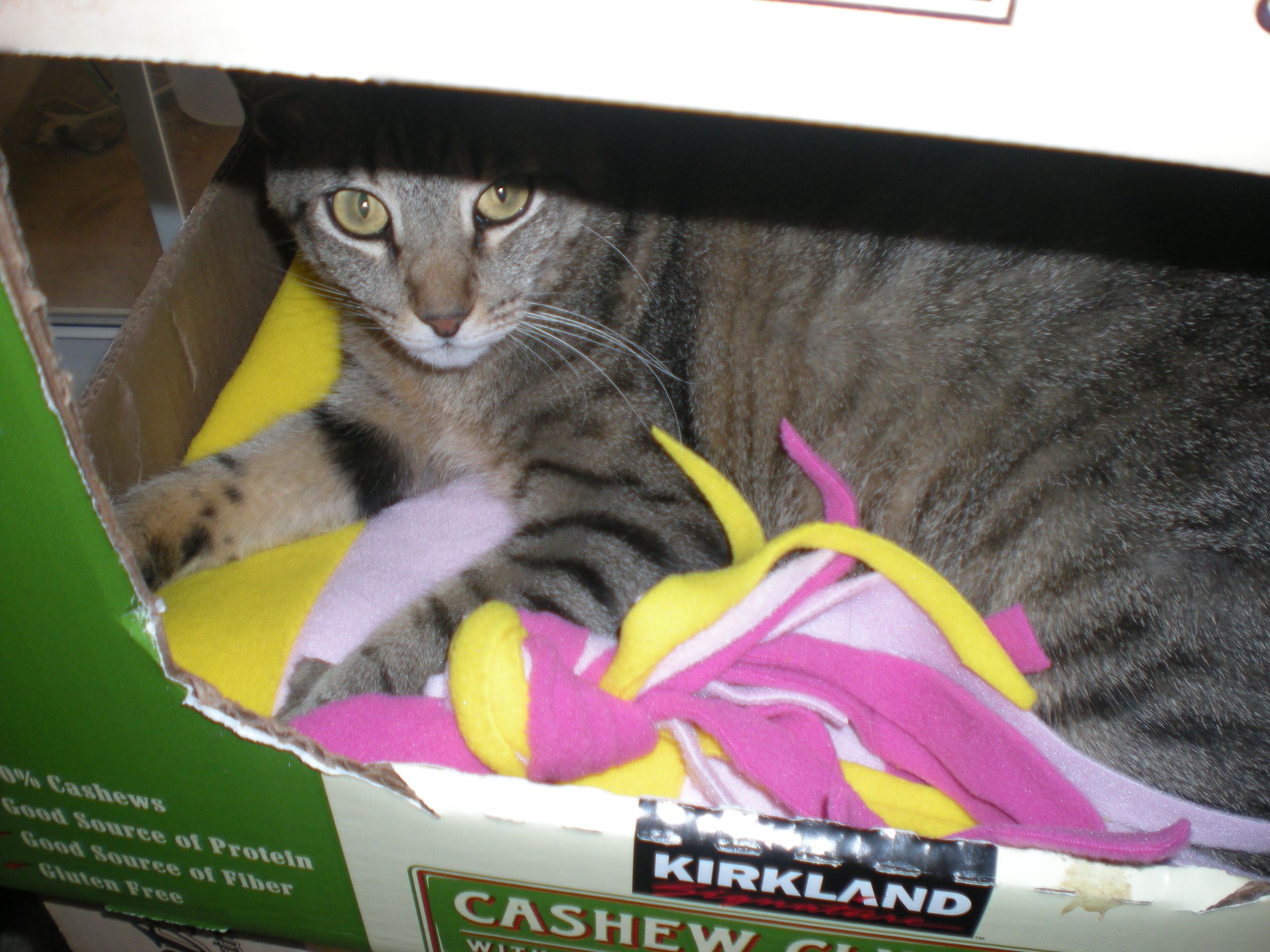 cardboard kitty condo