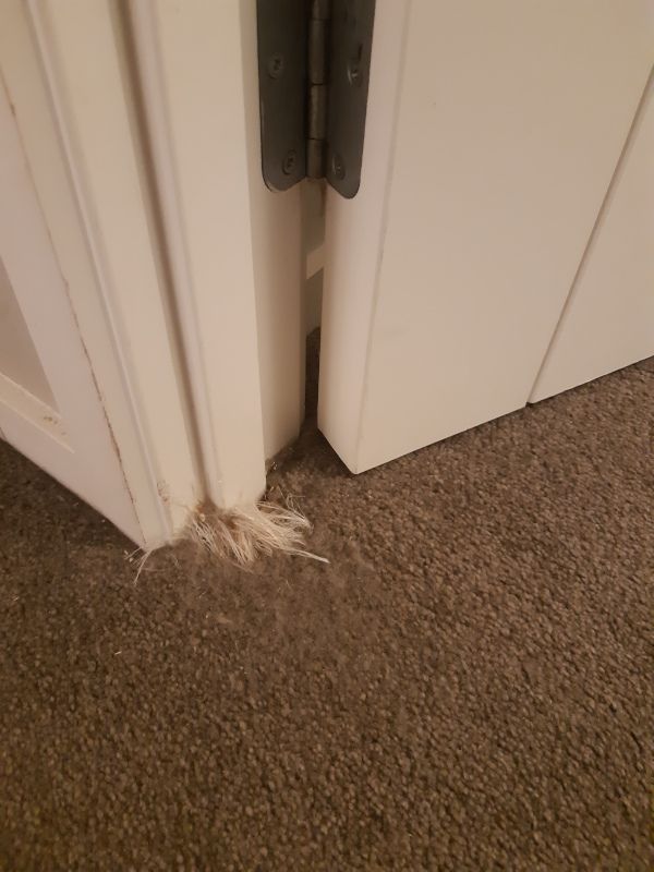 carpet scratch protector