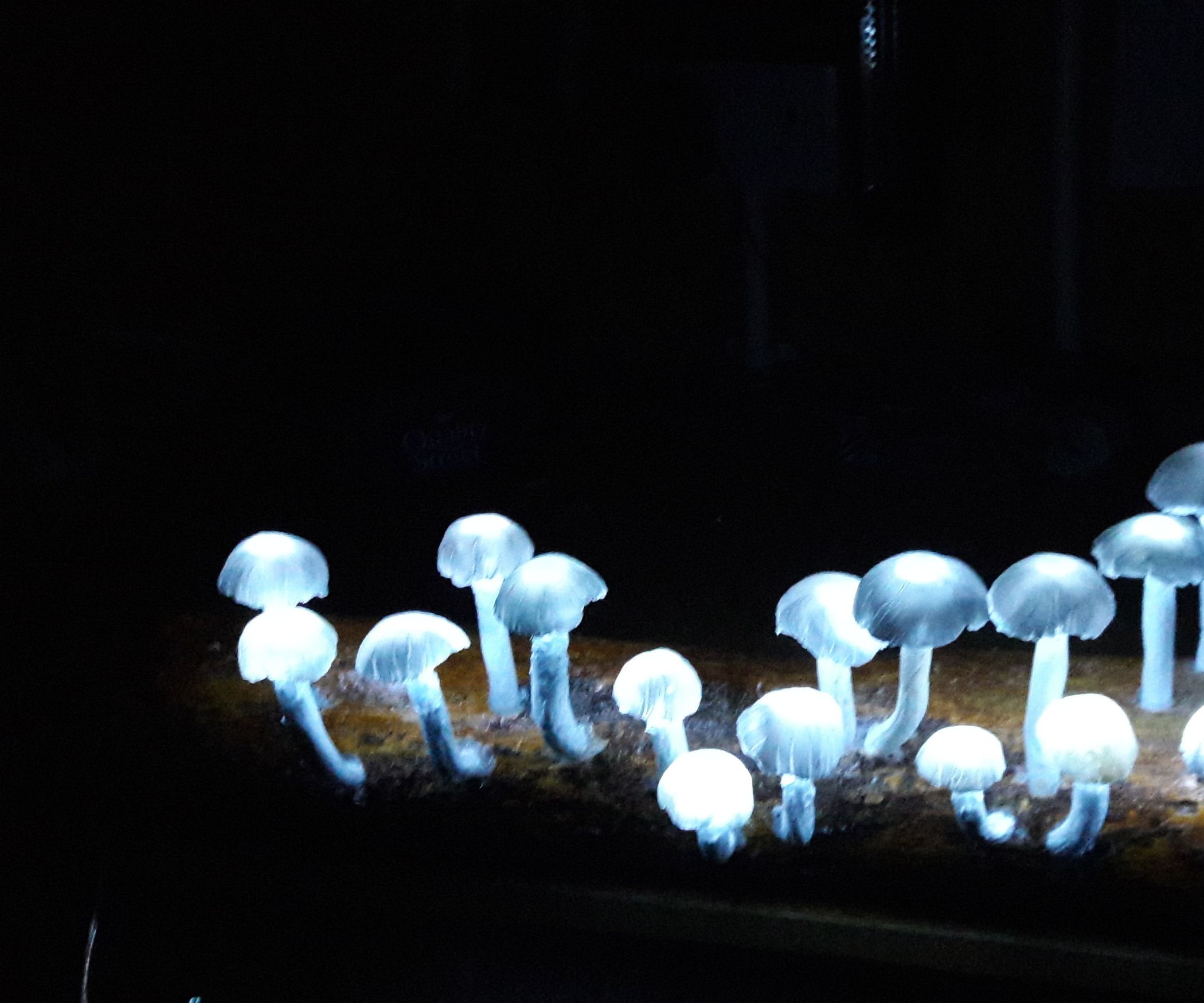 Solar LED Mushrooms 3 Steps Instructables