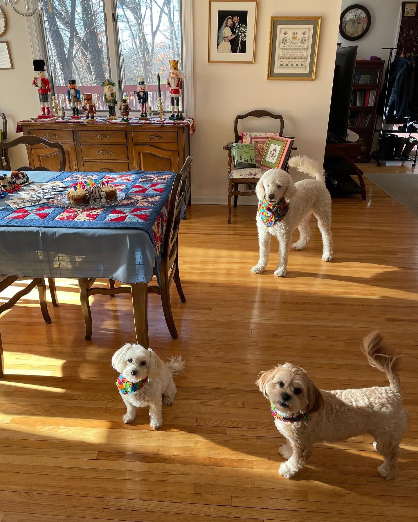 Dog Memory Quilt 8 Steps (with Pictures) Instructables