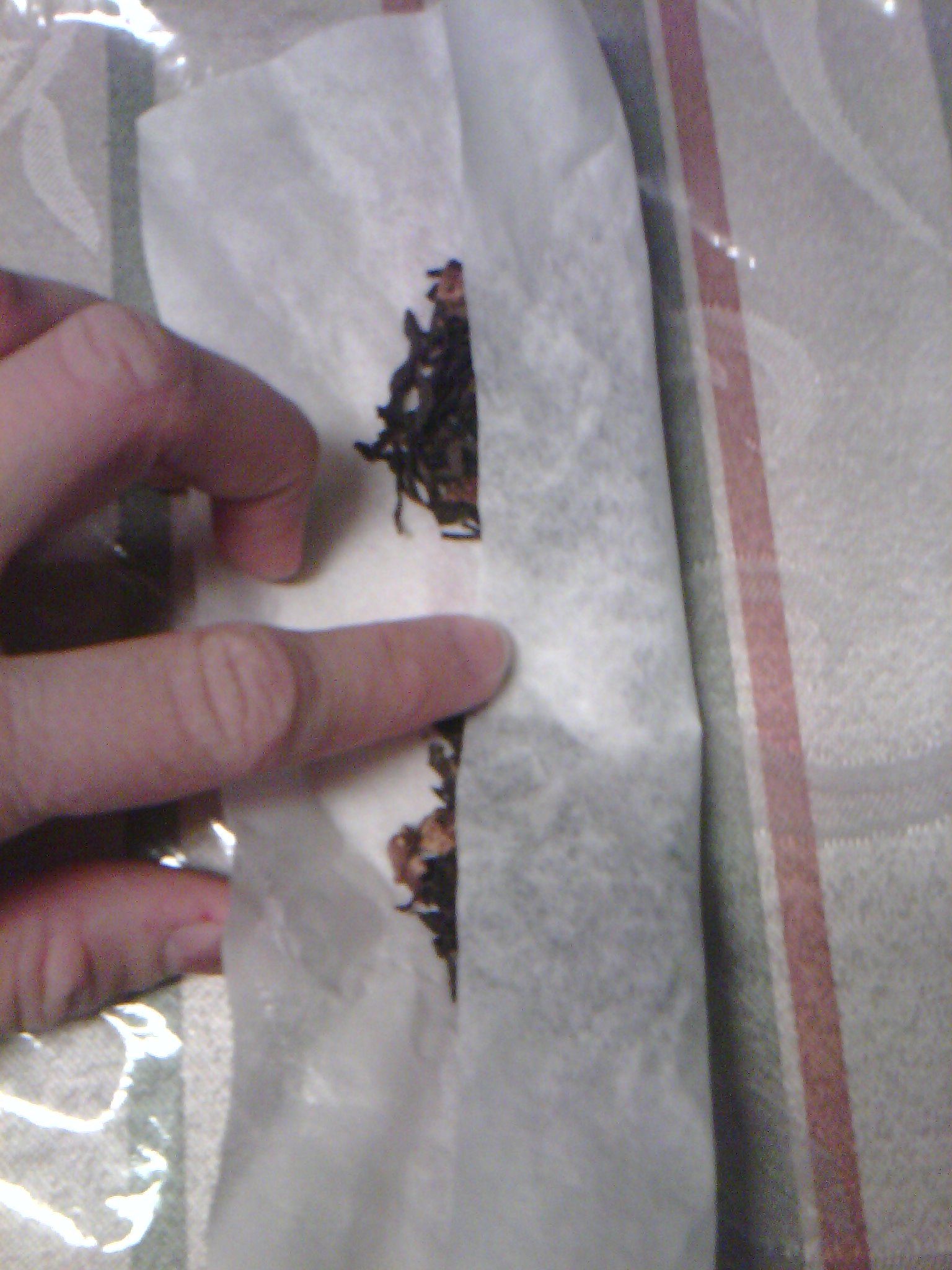 Loose Tea Bag From a Coffee Filter 4 Steps (with Pictures) Instructables