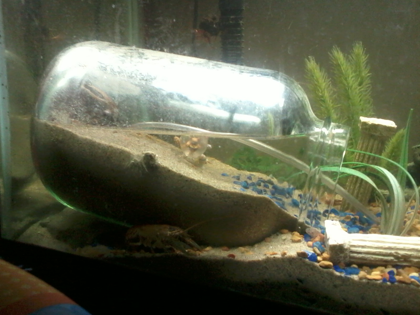 small crabs for fish tanks