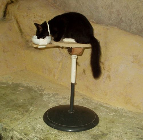 raised cat feeding platform