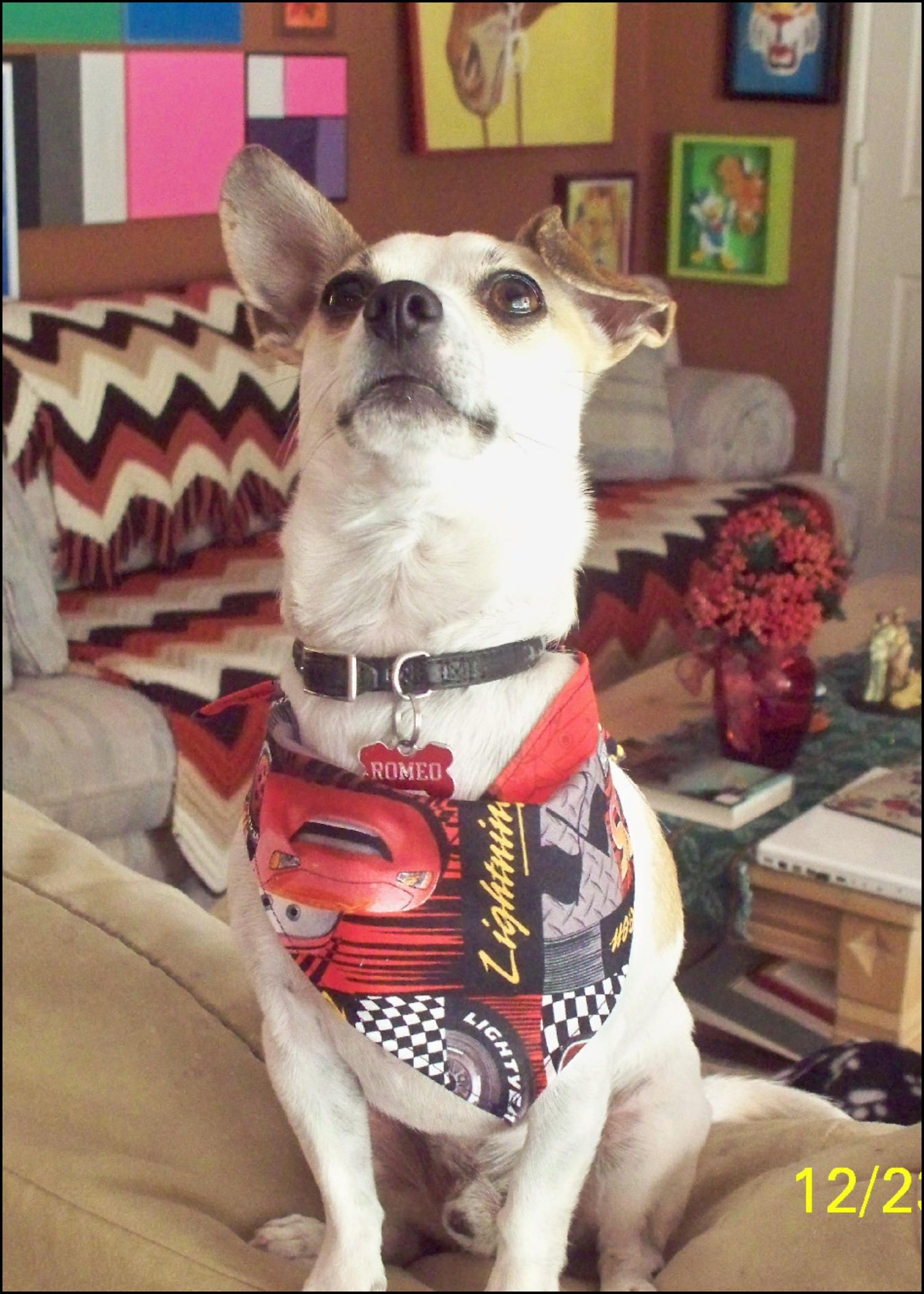 DIY guide for Sewing For Men: Beginner's Project-Dog Bandana with step-by-step instructions