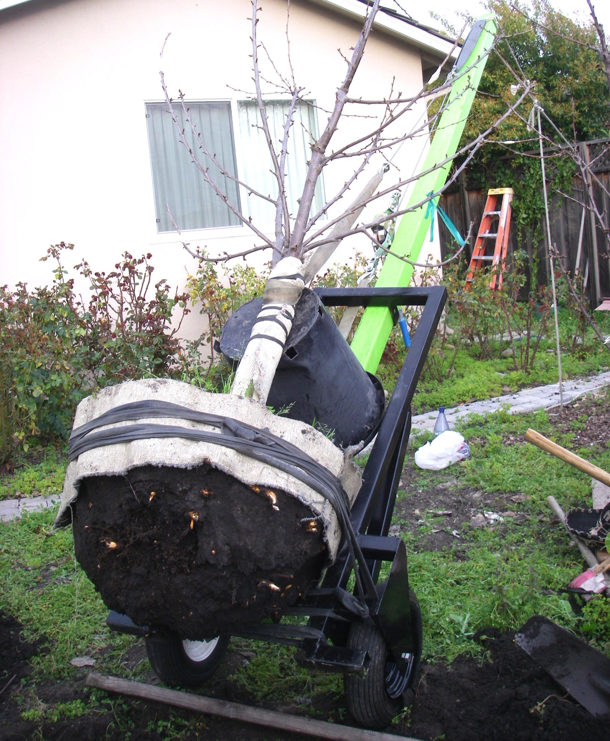 Transplant a Tree With a Giant Two Wheel Dolly 10 Steps (with