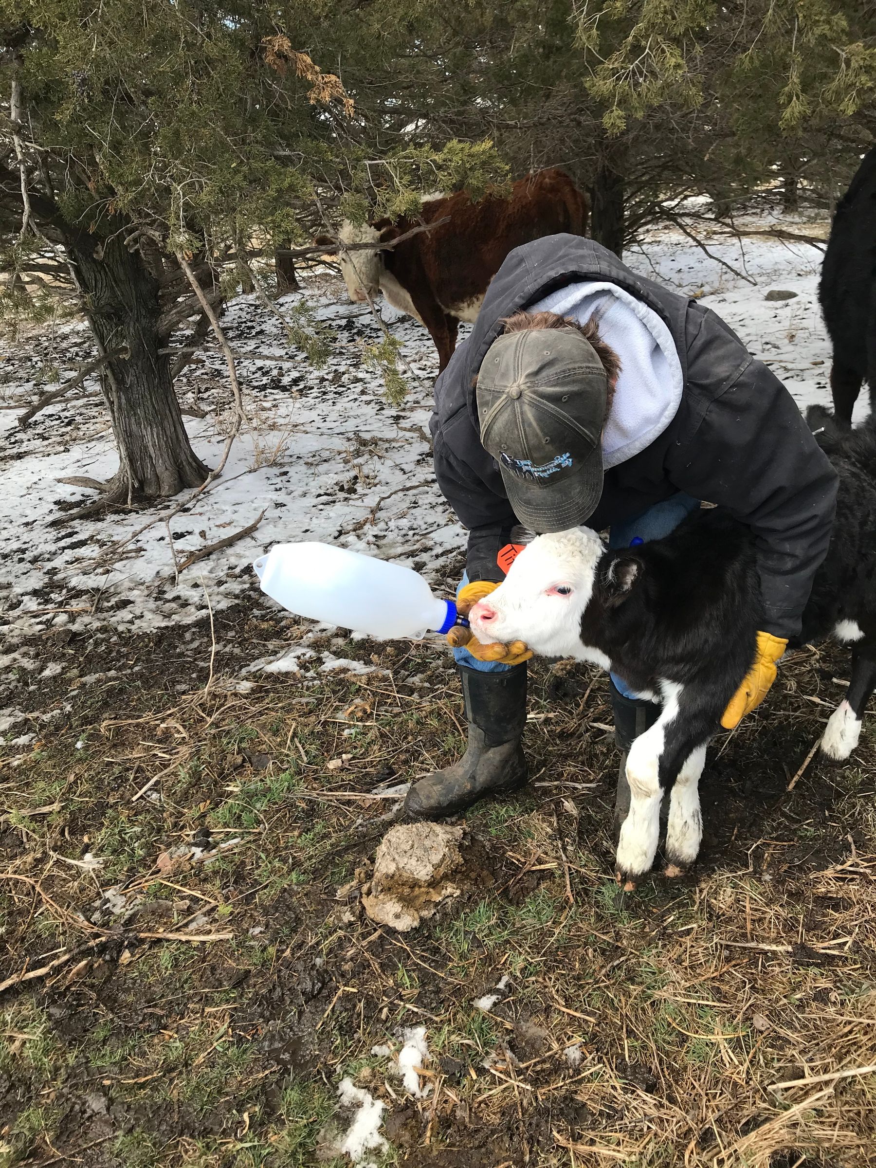 How to Tube Feed a Calf the Right Way Every Time 5 Steps Instructables