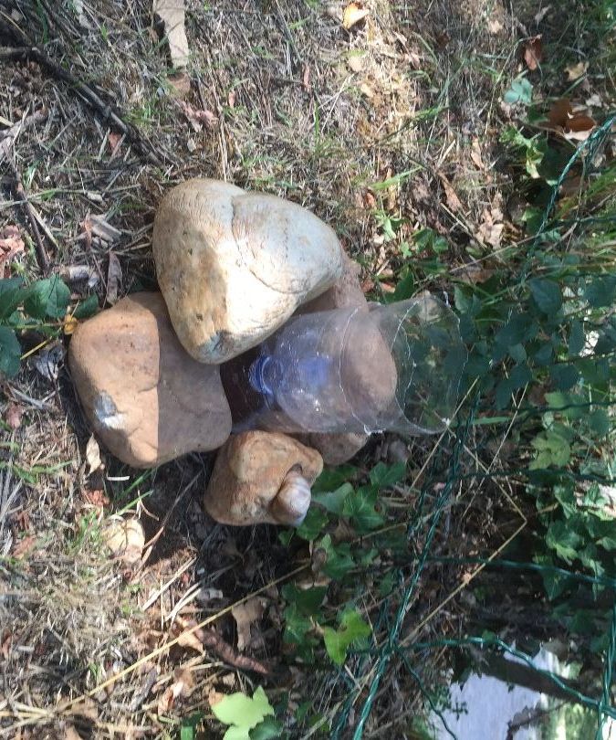 Campsite Critter Catcher