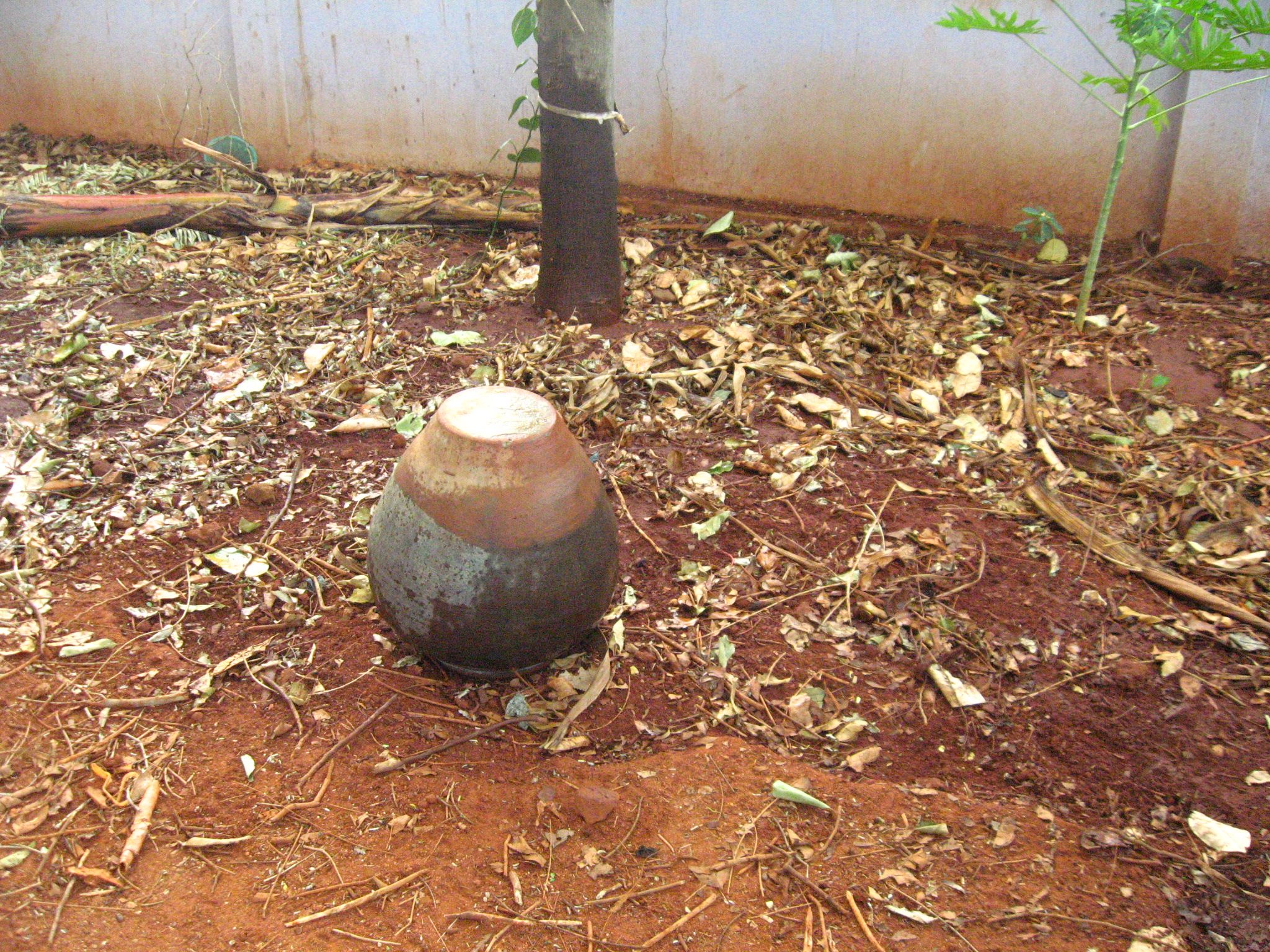 Growing Termites for Feeding Chicken 4 Steps (with Pictures