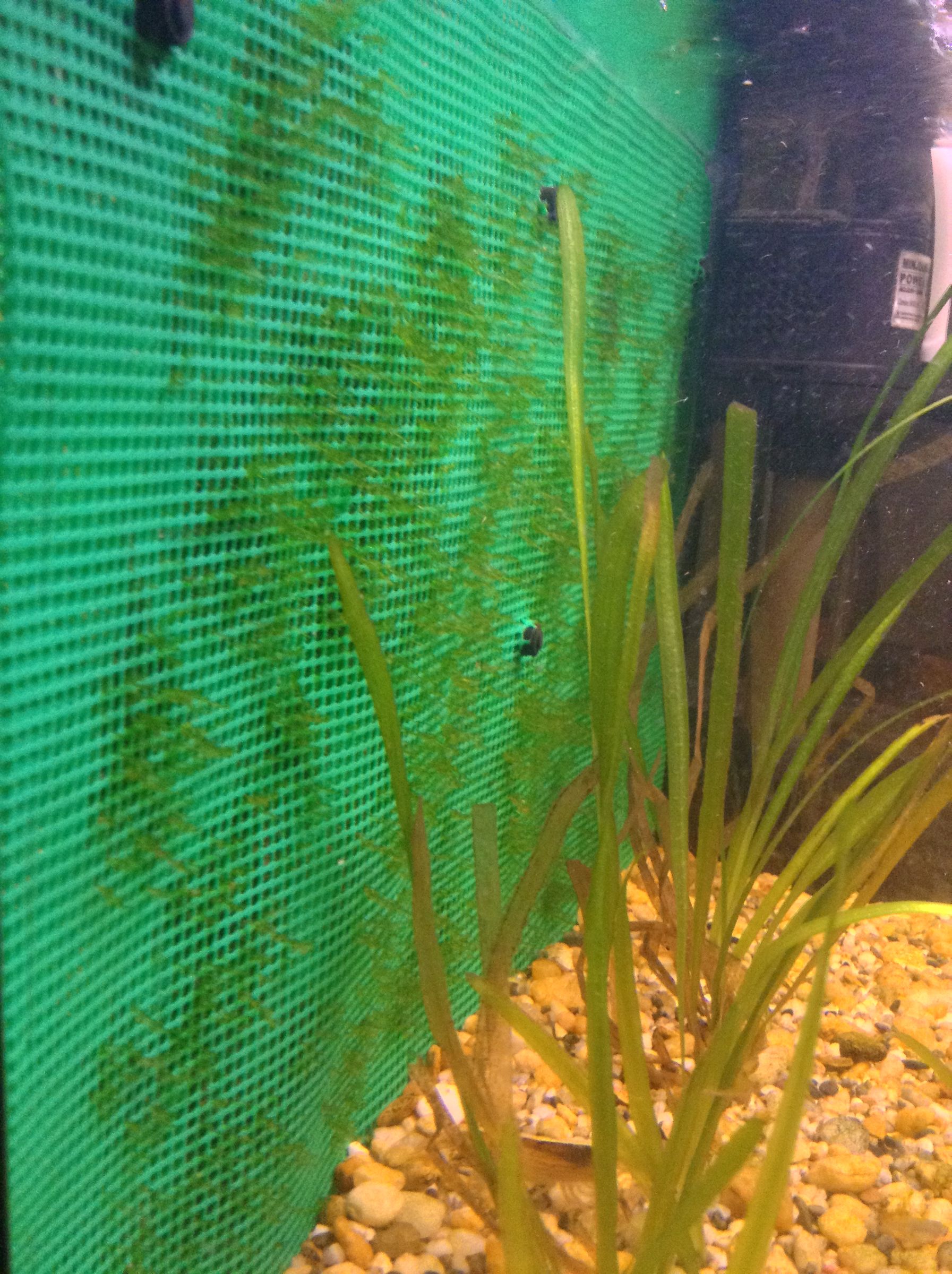 How to Build Aquarium. 6 Steps (with Pictures) Instructables