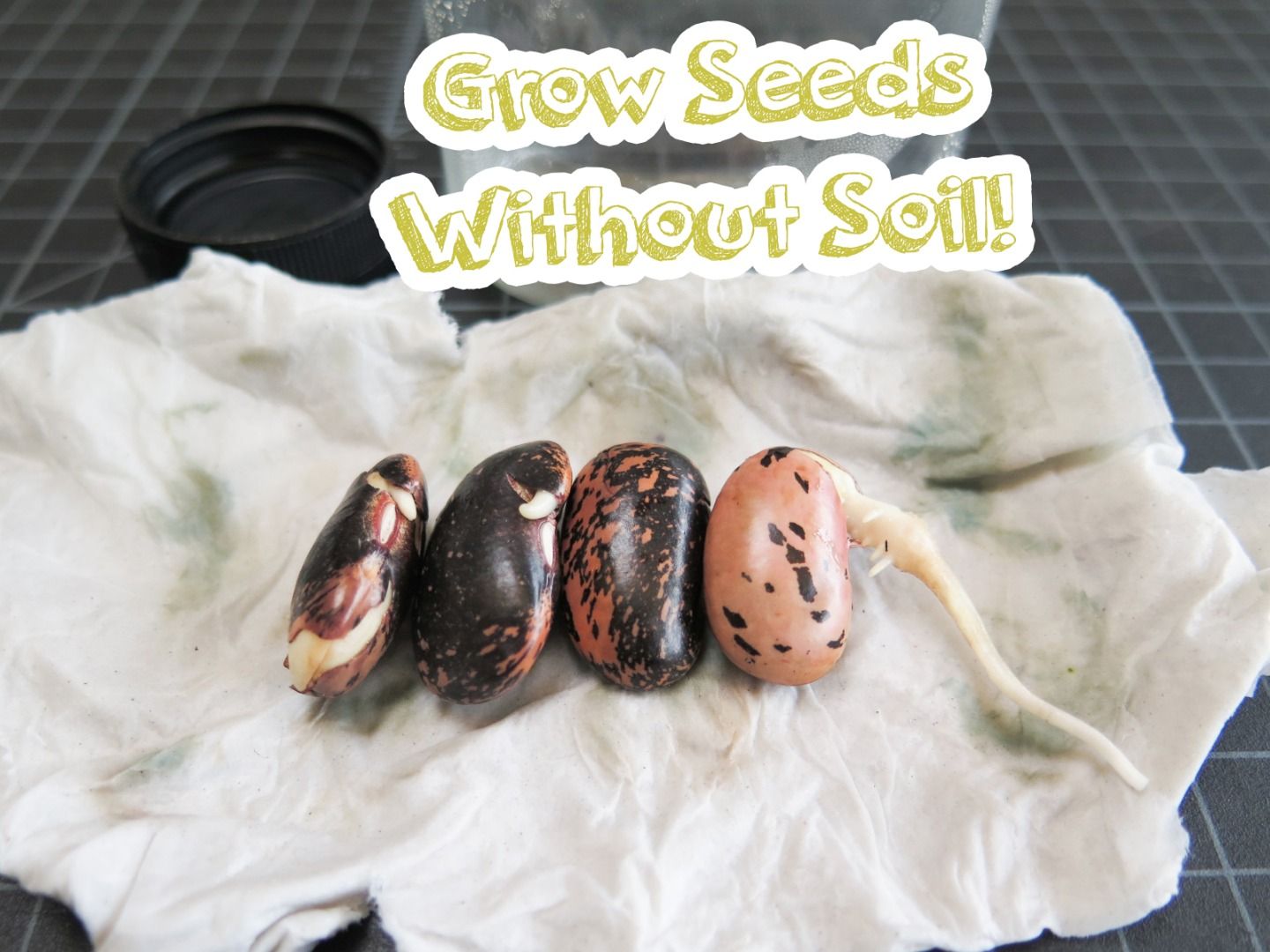 Grow Seeds Without Soil! 4 Steps (with Pictures) Instructables