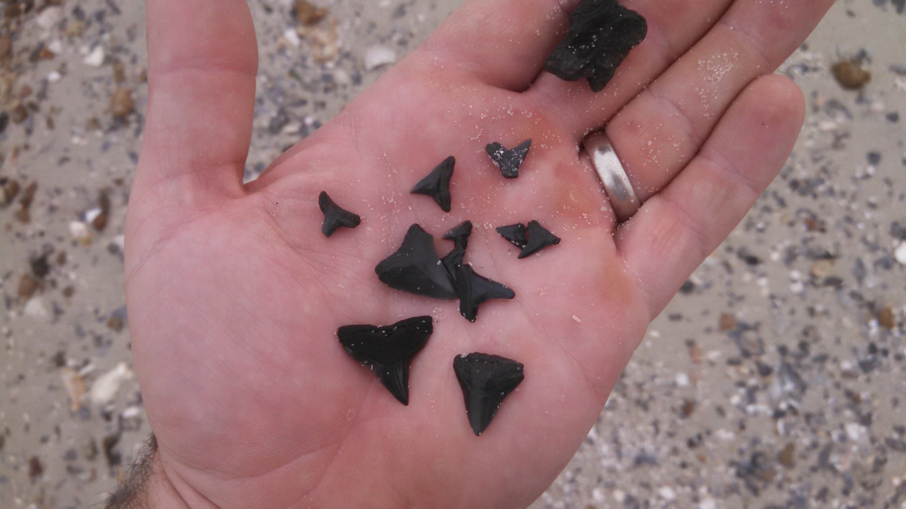 How to Find Shark Teeth : 10 Steps (with Pictures) - Instructables