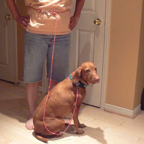 handless leash