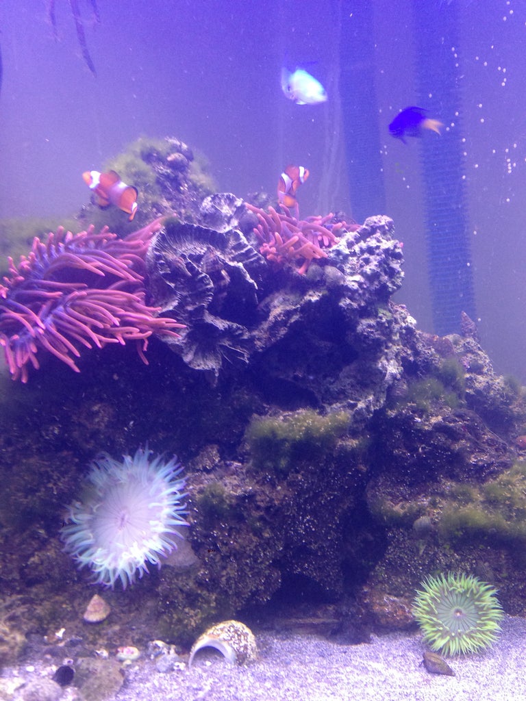 bubble tip anemone care 10 steps