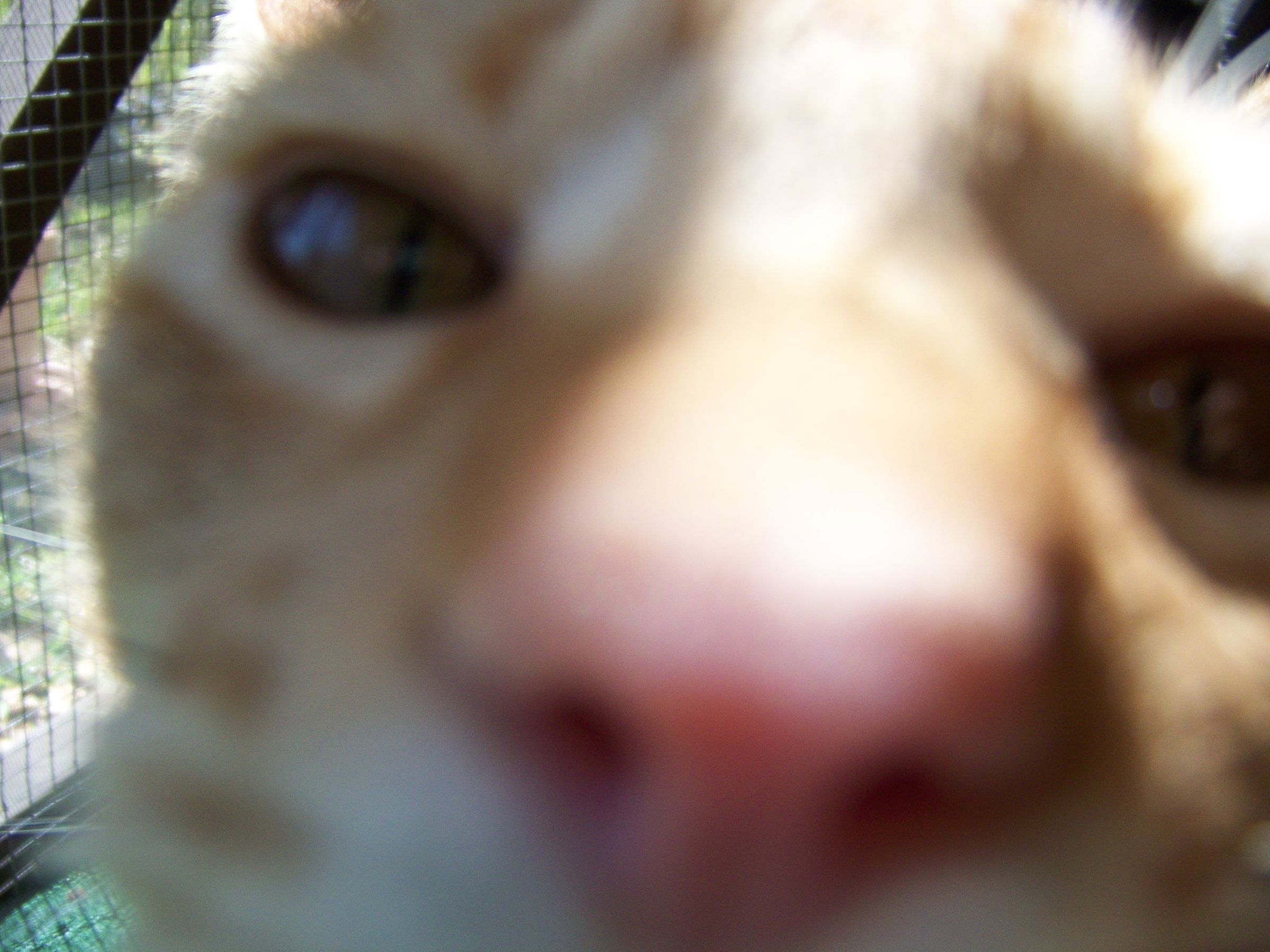 How to Make Your Cat Purr 7 Steps (with Pictures) Instructables