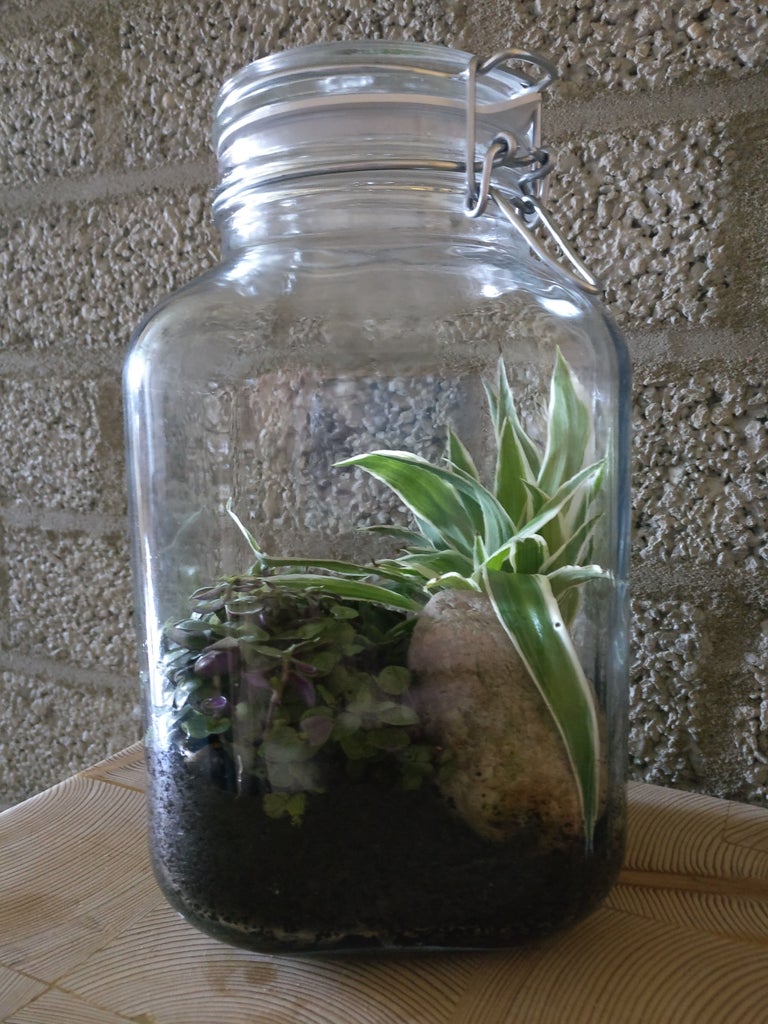 Do It Your-Self Sustaining Ecosystem- : 6 Steps (With Pictures) -  Instructables