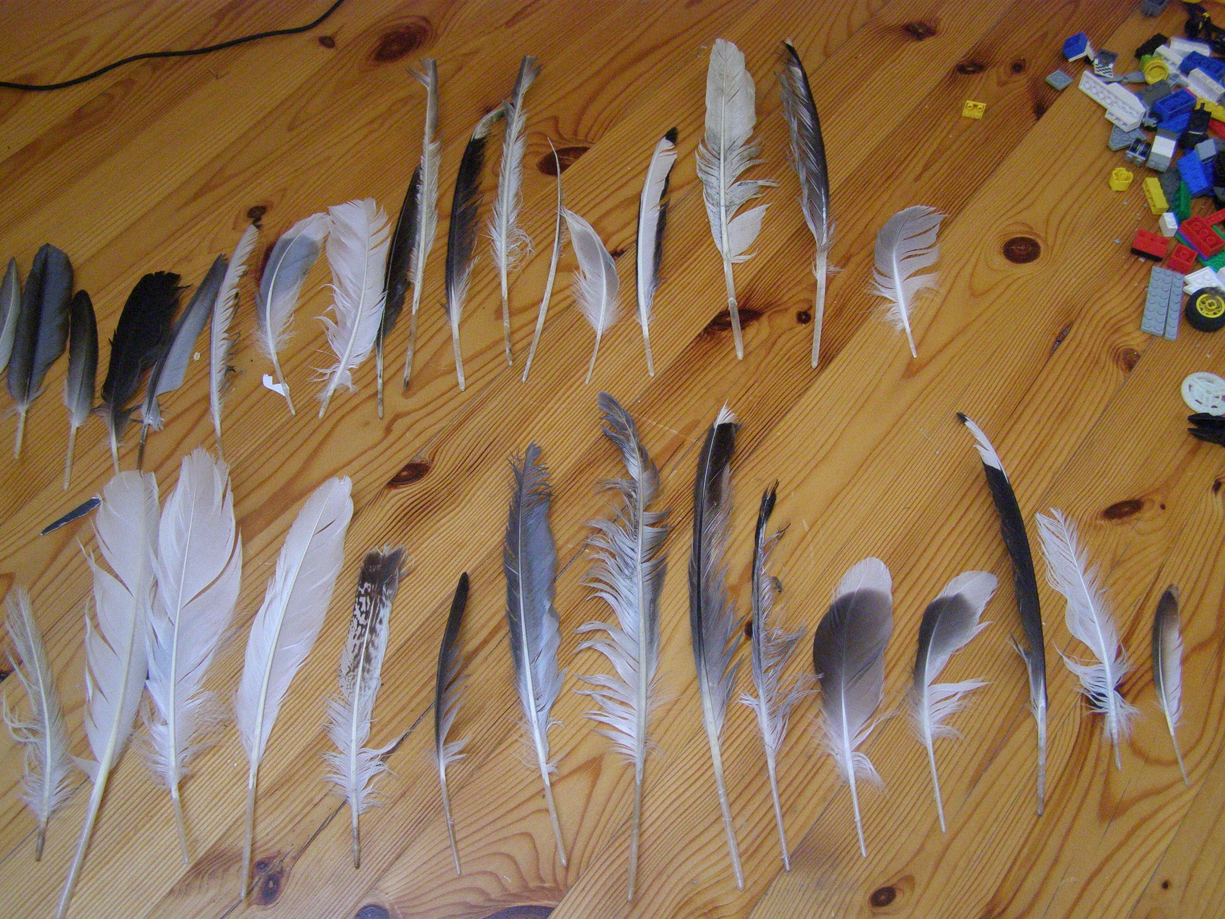 How to Make a Feather Quill (2 Ways) Instructables