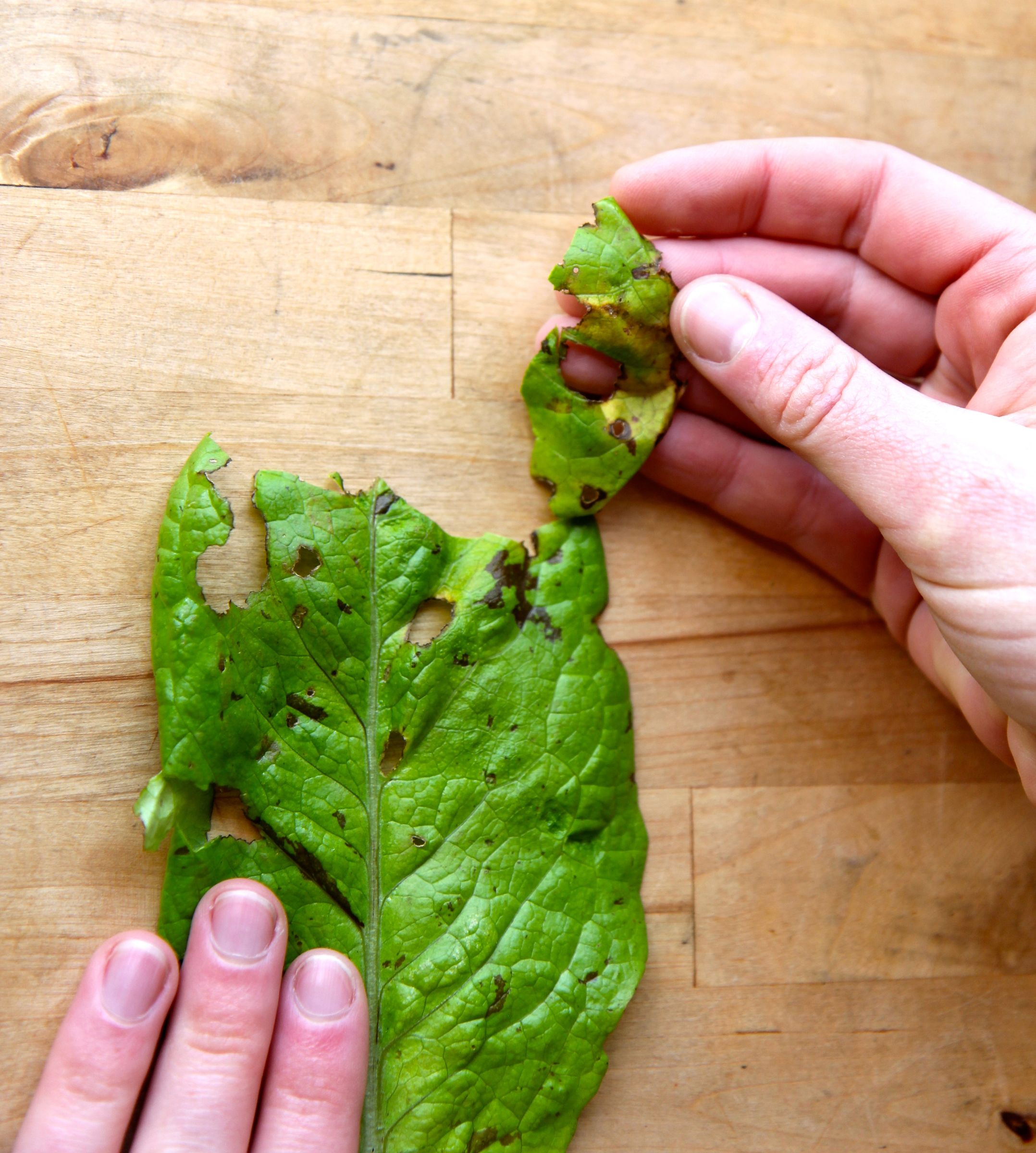 How To Keep Greens Fresh 6 Steps (with Pictures) Instructables