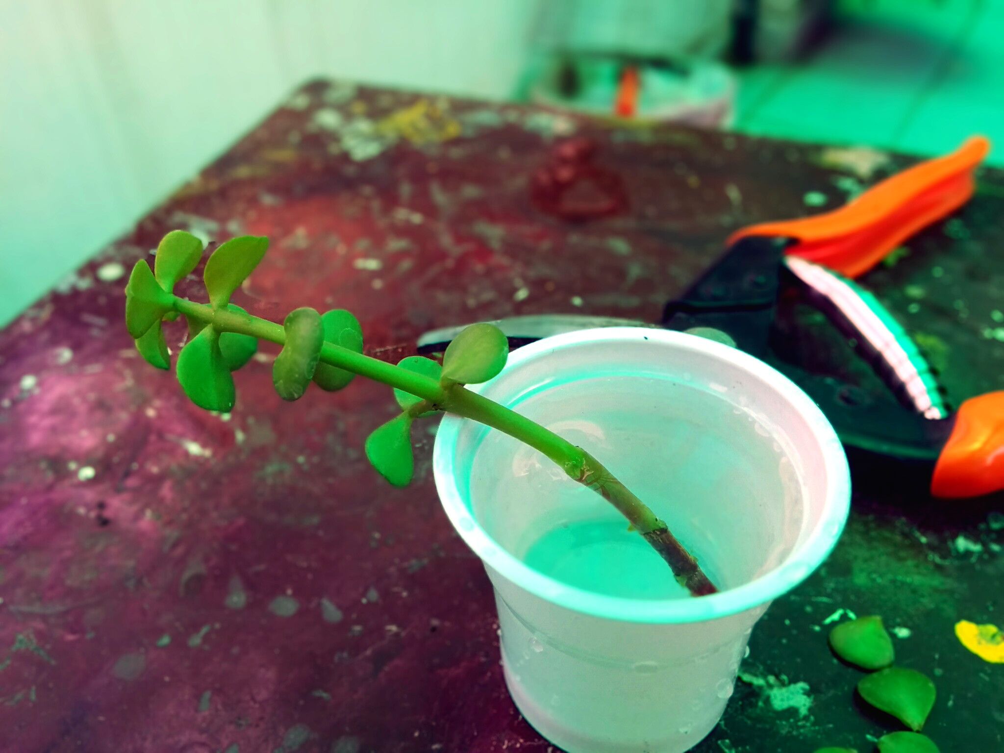 Grow Magnificent Jade Plant in Hanging Basket Easily 5 Steps (with