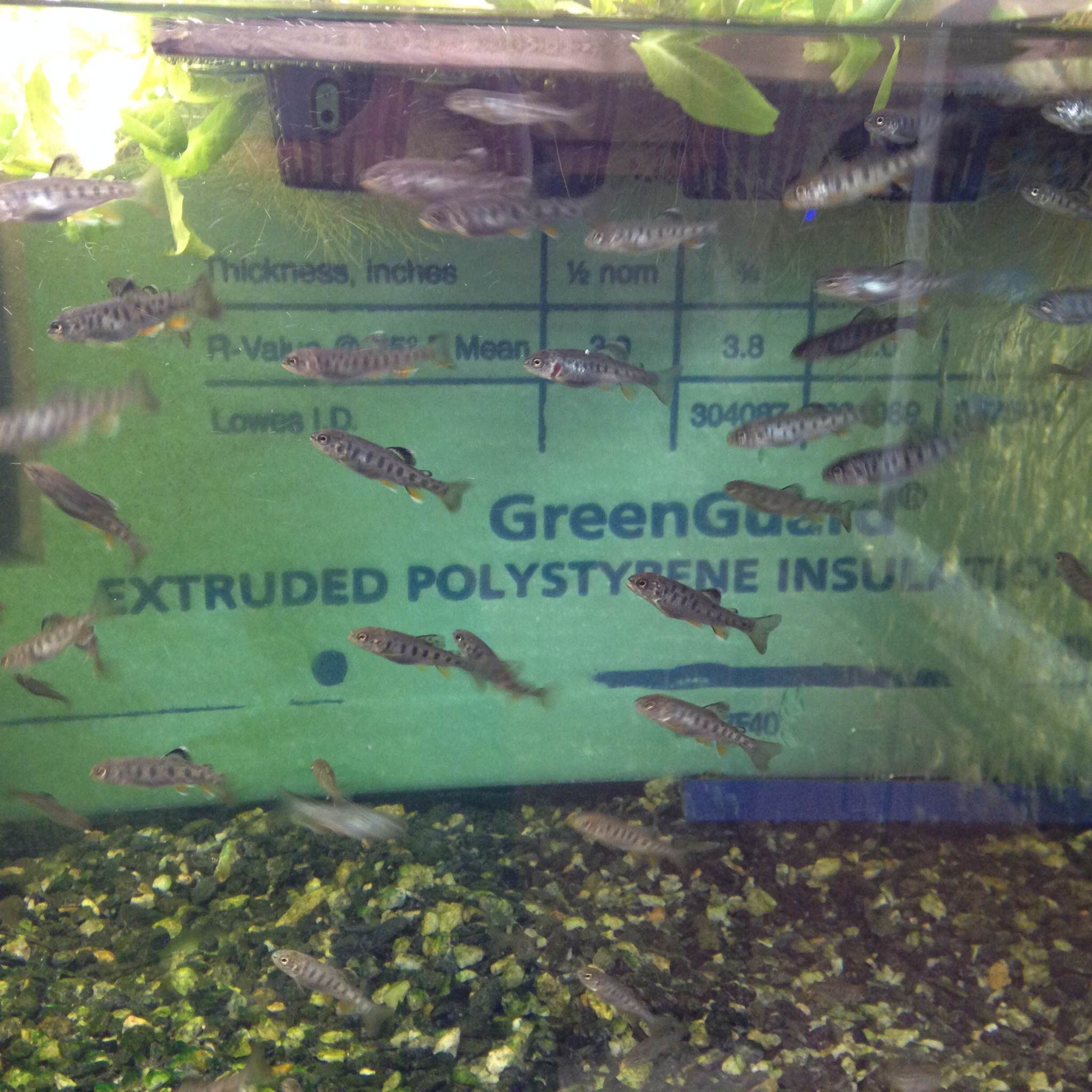Aquaponics + Trout in the Classroom 4 Steps Instructables