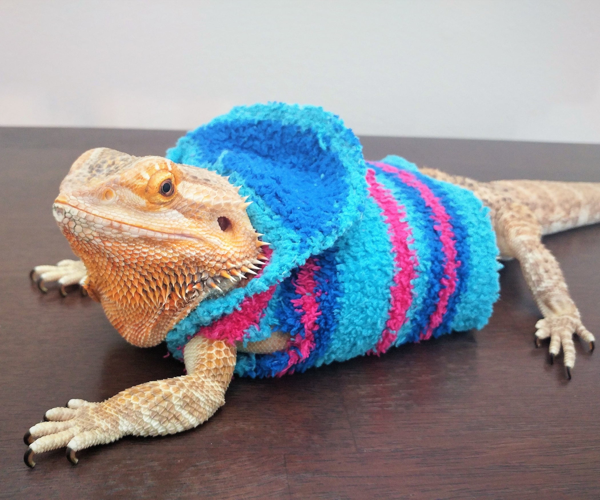 NoSew Bearded Dragon Jacket 8 Steps (with Pictures