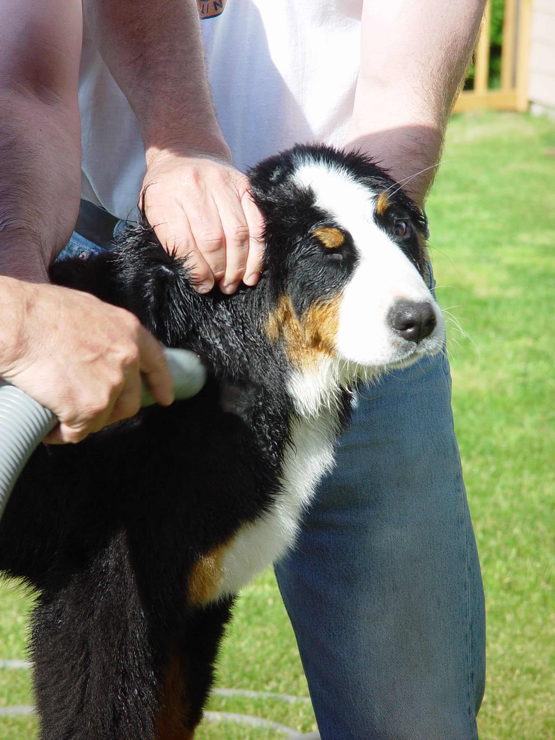 How to Give a Dog a Bath 4 Steps (with Pictures) Instructables