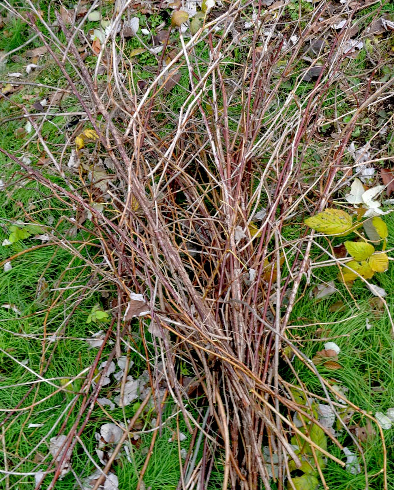 RASPBERRY PLANTS WINTER CARE 8 Steps Instructables