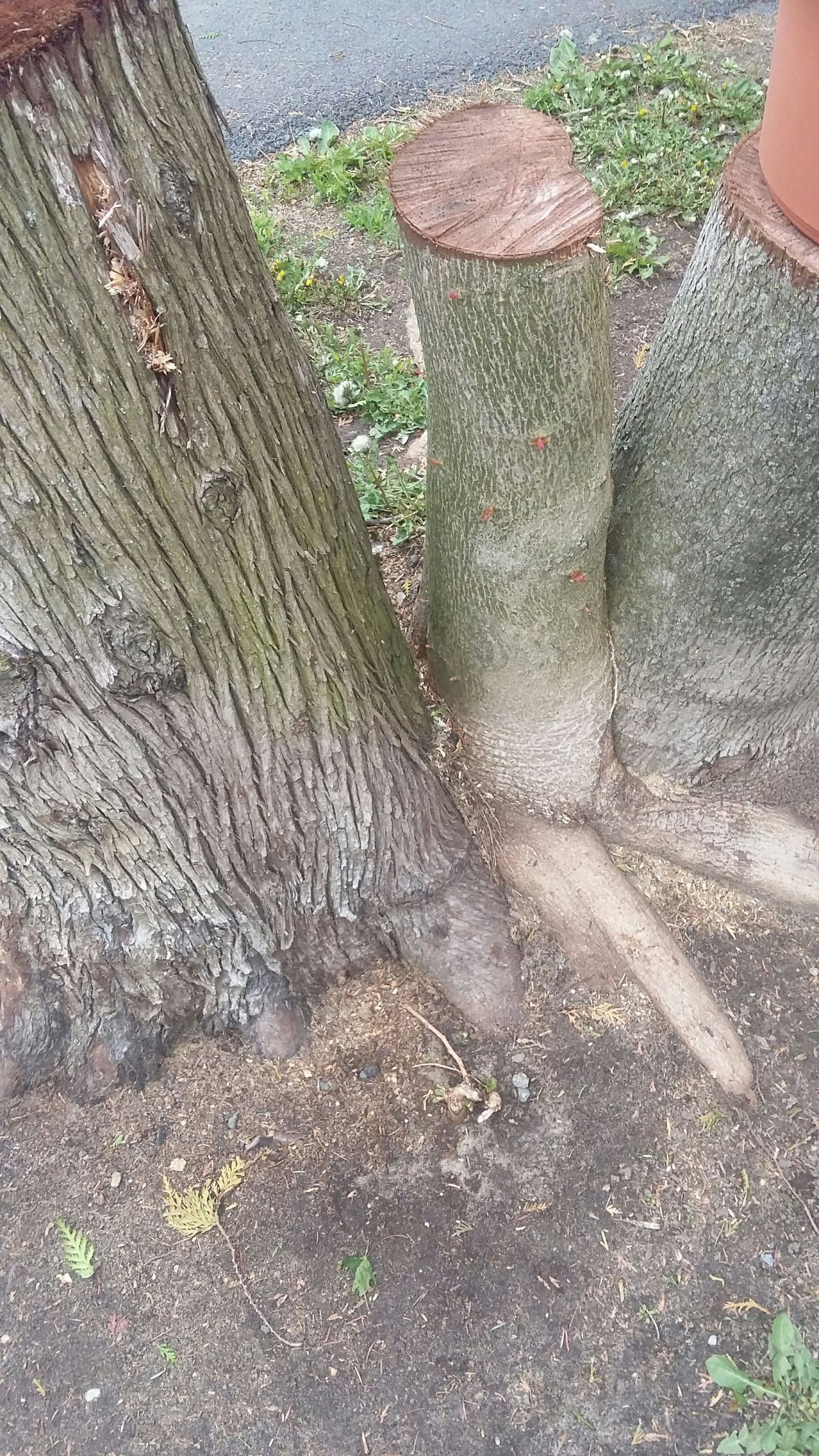 Make Tree Stumps Look Good 4 Steps Instructables