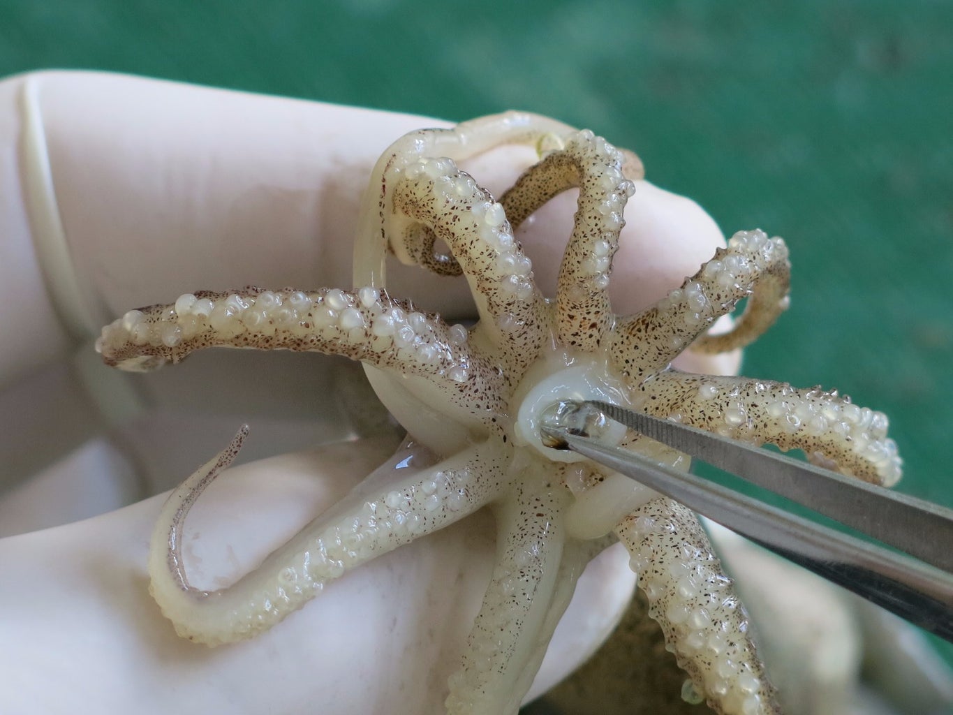 Сколько у кальмара ног CoffMachines.ru