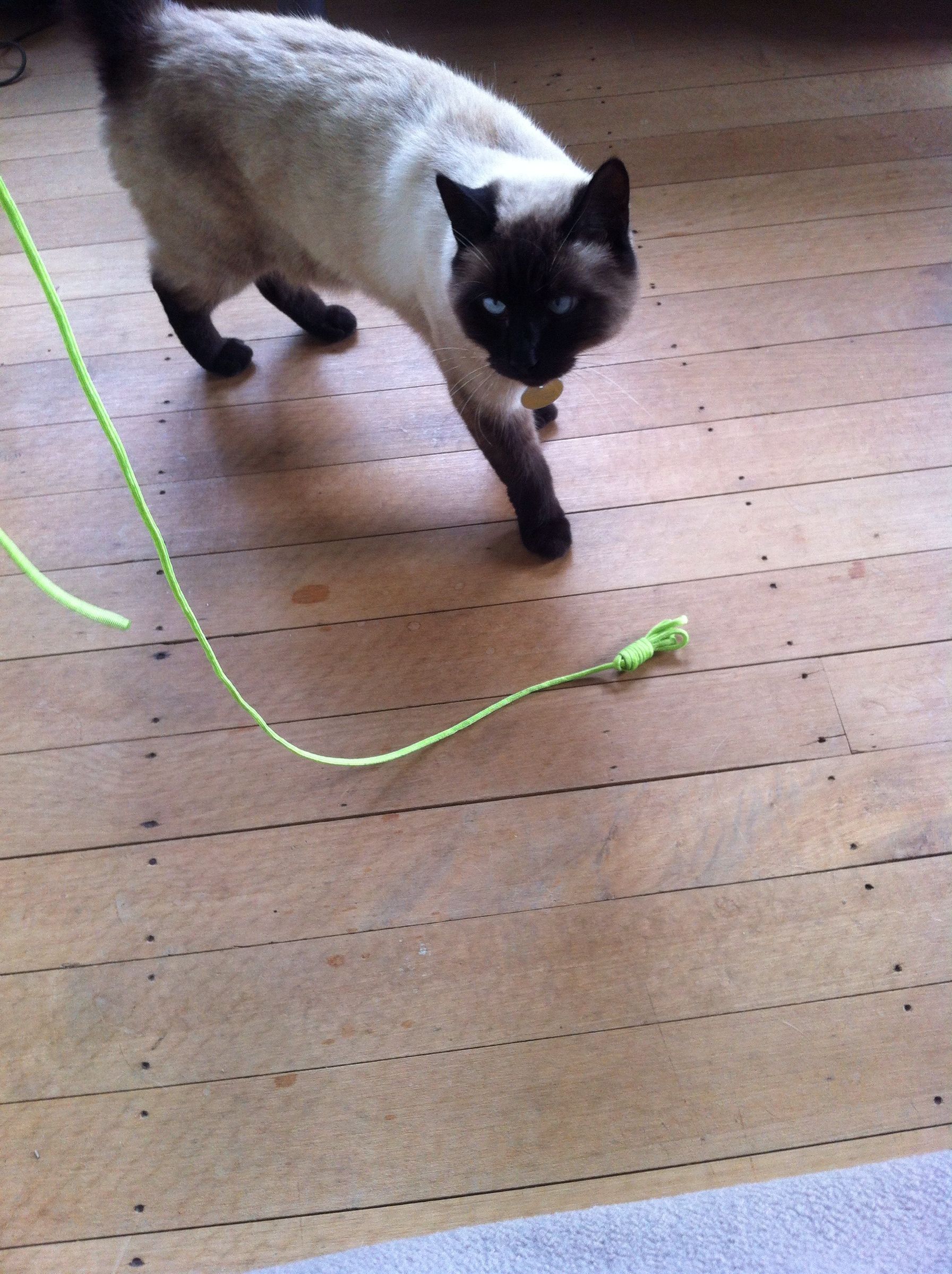 Paracord Cat Toy 5 Steps Instructables