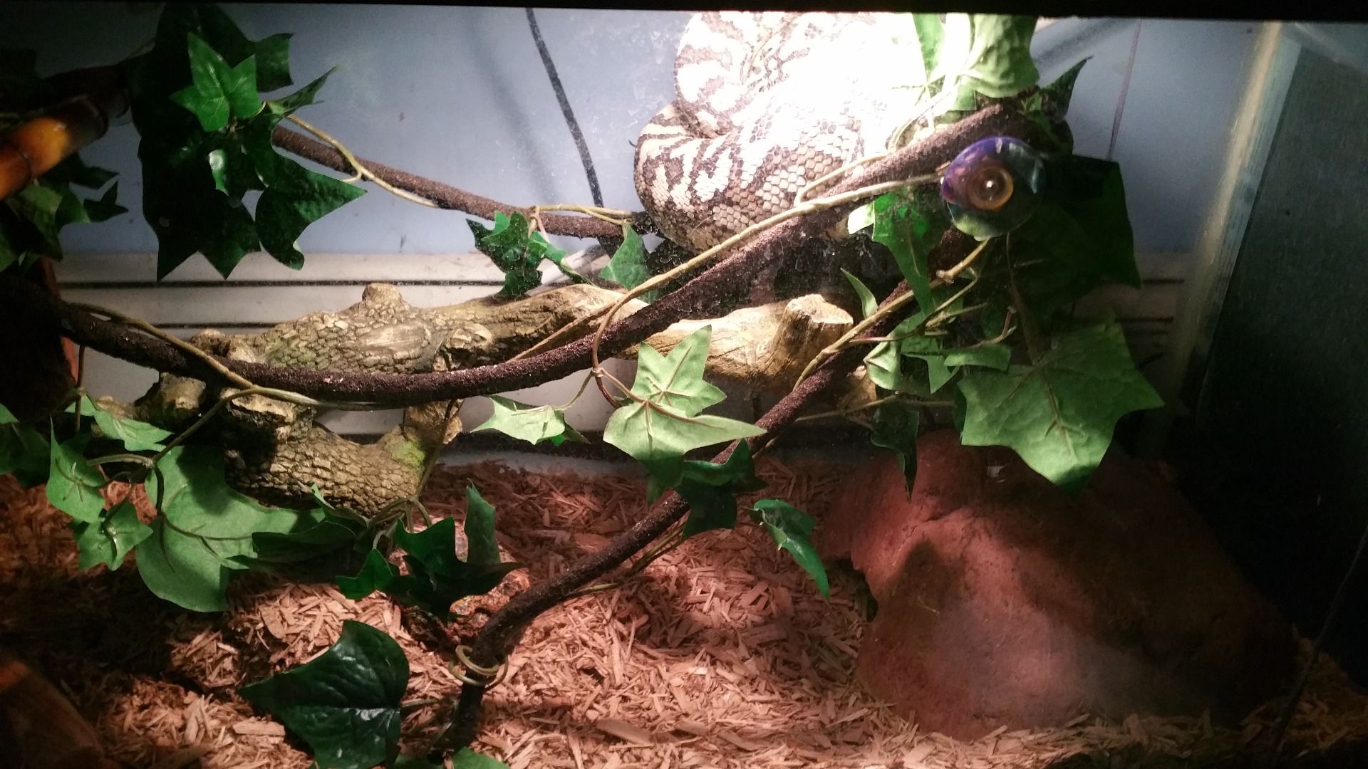 Bringing the Outside In, Creating a Vivarium for a Carpet Python 6