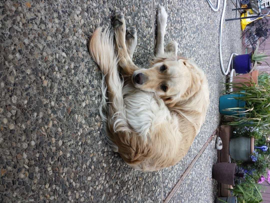 How to Wash Your Dog 7 Steps (with Pictures) Instructables