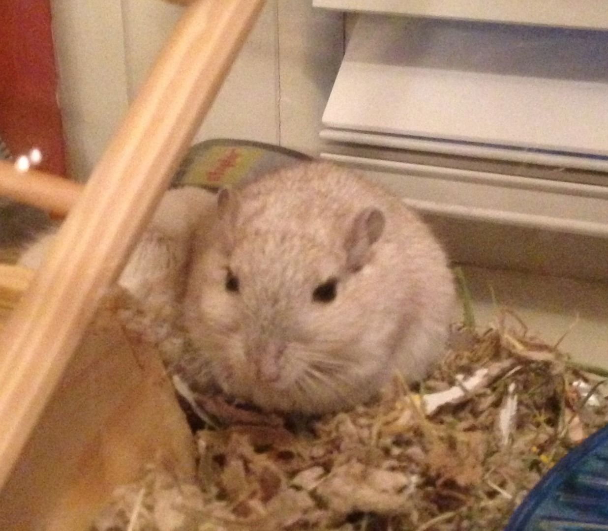 gerbil treats