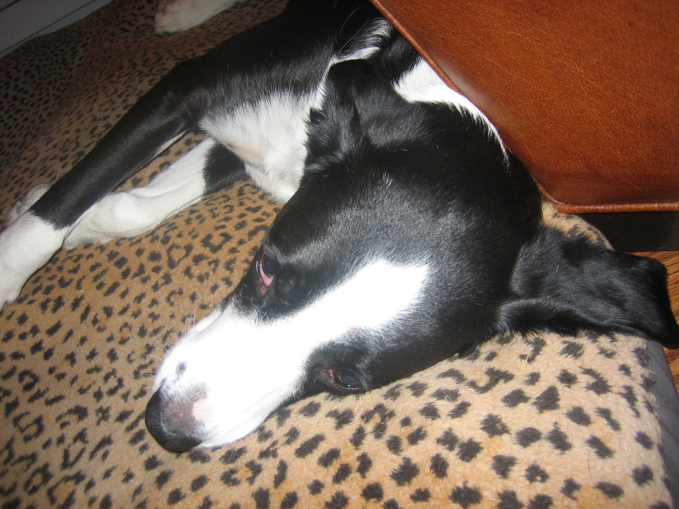 如何去除壁虱 With Pictures Instructables 如何去除壁虱 With Pictures Instructables