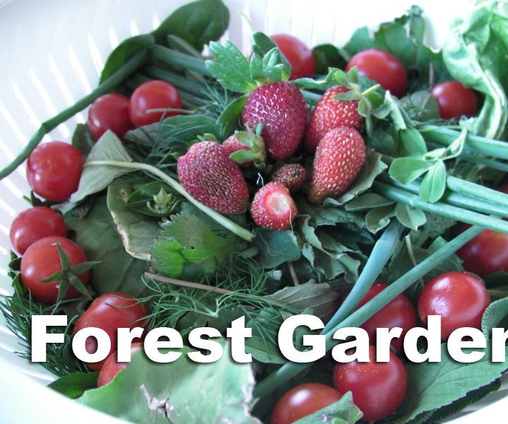 Forest Garden