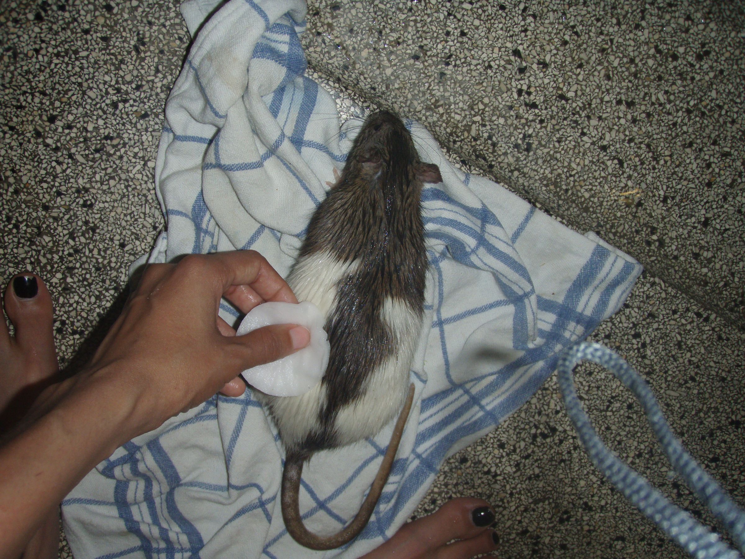 How to Bathe a Rat, THE NICE, NO FUSS WAY 5 Steps Instructables