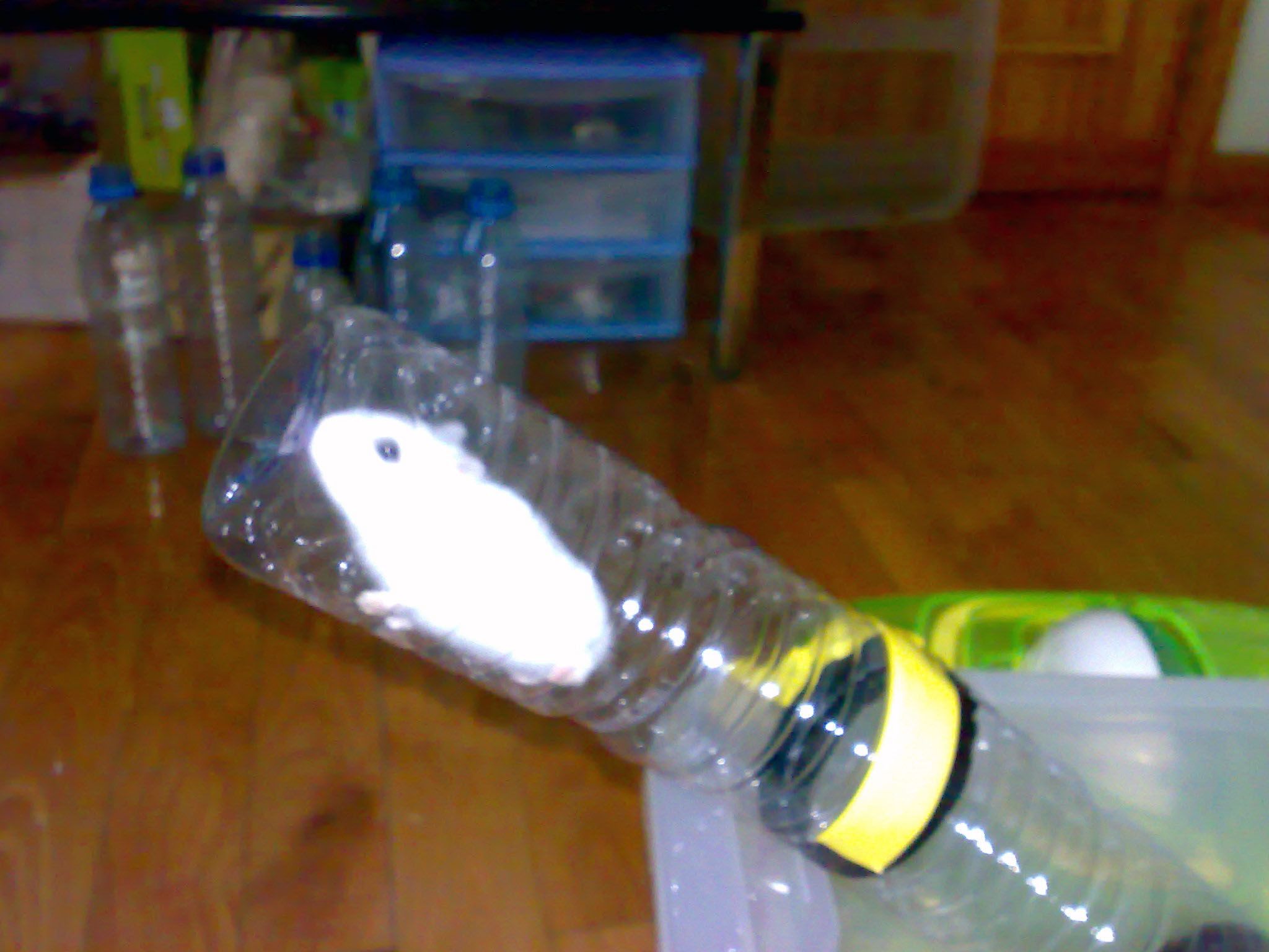 diy hamster tunnels