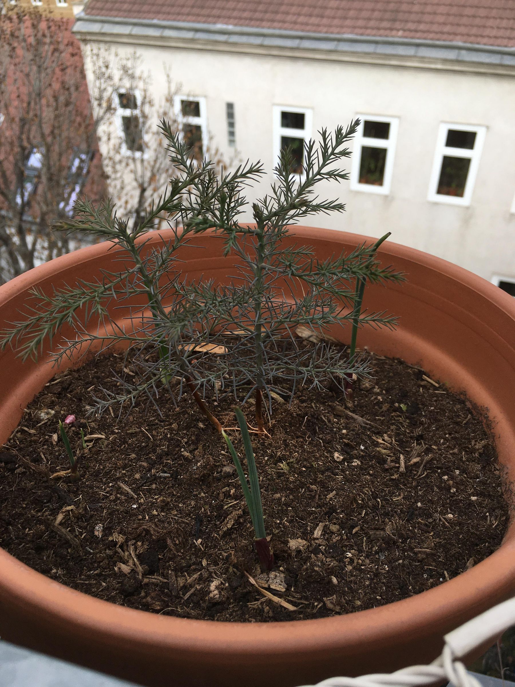 Grow Your Own Giant Sequoia Tree 6 Steps (with Pictures) Instructables